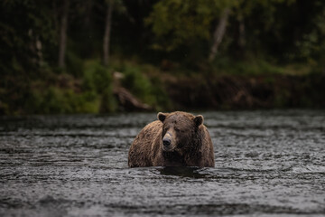 Brown Bear Katmai Brooks Falls Brooks River Fall Autumn Fat Bear Chunk