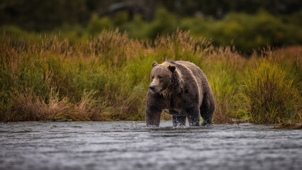 Brown Bear Katmai Brooks Falls Brooks River Fall Autumn