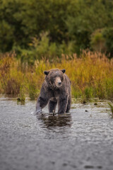 Brown Bear Katmai Brooks Falls Brooks River Fall Autumn walking water