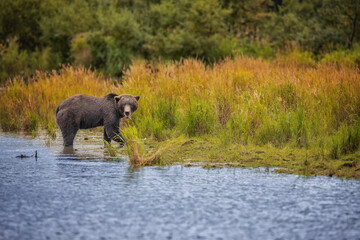 Brown Bear Katmai Brooks Falls Brooks River Fall Autumn