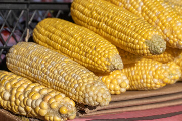 Freshly harvested yellow corn displayed at a farmer's market booth in mid-autumn sunlight