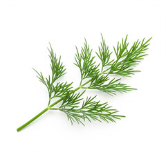 Fototapeta premium Fresh Dill Herb on White Background