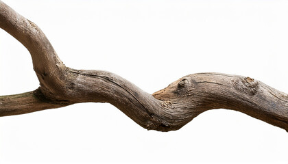 isolated twisted branch on transparent background for creative use