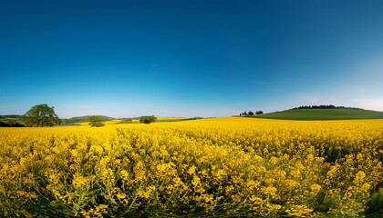 Obraz premium vast field of vibrant yellow flowers blooming under a clear blue sky during the warm afternoon in a tranquil rural landscape