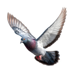 A majestic pigeon soars gracefully, its wings spread wide against a clean white background, embodying freedom and flight.