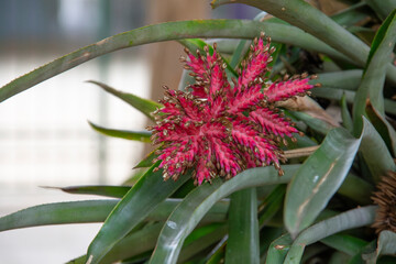 Inflorescence of an Aechmea distichantha, with bracts in intense pink and purple tones. The...