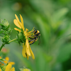 Bee collecting pollen on yellow flower, close-up macro nature shot