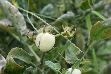 Obraz premium Green unripe Tomato, Green tomatoes plantation. Organic farming, young unripe tomato plant growth in greenhouse, Fresh green unripe tomatoes growing in the garden, Vegetable plantation with tomatoes