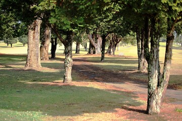 Large trees in a green grass field, sunny day light, shadows in golf course Mogi Cruzes city, Brazil. 