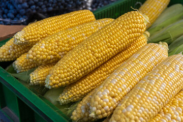 Freshly harvested corn at a local market showcasing vibrant yellow cobs and green husks by skilled farmers