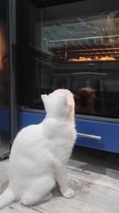 The cat sits in front of the oven, watching the cooking process