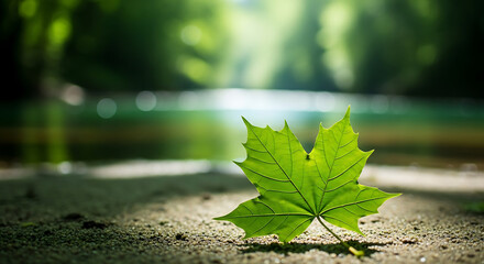 Vibrant green maple leaf resting on sandy ground with soft sunlight and blurred nature background, perfect for spring