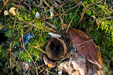 mushroom on the ground