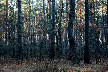 Obraz premium autumn forest in the morning