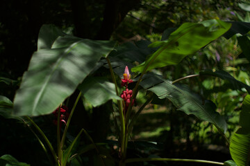 Small pink bananas regime and a banana flower in the wilderness on a sunny day.