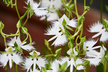 サギソウ　White Egret Flower