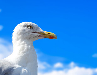 Close up of a seagull