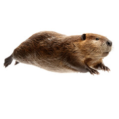 A curious beaver with wet fur swims gracefully against a clean white background.
