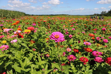 Zinnia Flowers Field with Blue Sky Landscape