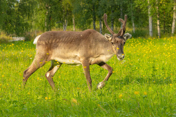 Reindeer Walking Through Flower Meadow, Lapland Finland
