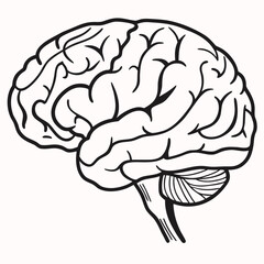 A detailed illustration of a human brain with visible folds and stem