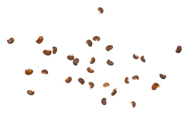 Acacia seeds, dry black locust, robinia pseudoacacia (white acacia) isolated on white background, top view