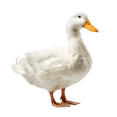 Obraz premium A clean white duck stands gracefully on a white background, its bright orange beak adding a splash of color.