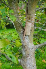 A falling tree tied around the trunk with a rope. Gardening.