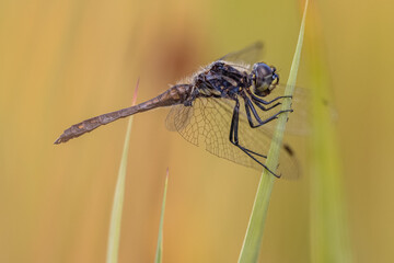 Black Darter Dragonfly basking in the Sun