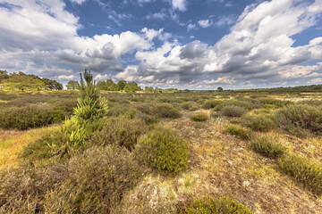 Naklejka premium Arid Heathland with open vegetation