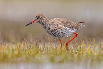 Common Redshank moving through grass