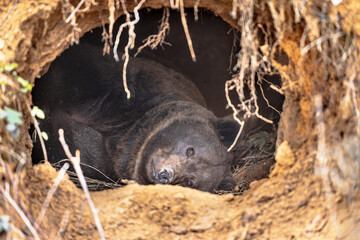 Eurasian brown bear waking up from hibernation