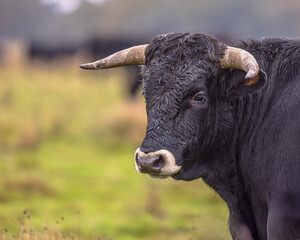 Portrait of Sayaguesa is a Spanish breed of cattle