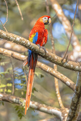 Scarlet macaw couple in tree