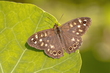 Speckled Wood Butterfly on green leaf
