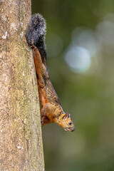 Variegated squirrel running on tree