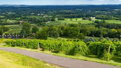 Rural Vineyard Landscape with Rolling Fields and Blue Sky in Loudoun County, Virginia