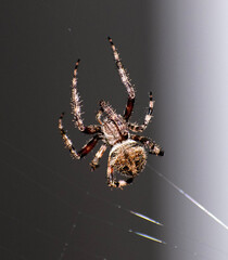 A big spider on the web