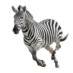 Majestic zebra in motion, its distinctive stripes flowing as it gallops with power and grace.