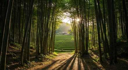 Bamboo Forest Serenity A Pathway of Light and Shadow in a Tranquil Grove