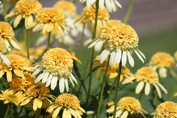 Echinacea purpurea. Flower plant commonly known as coneflower.