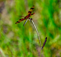dragonfly on a branch