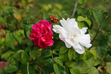 Obraz premium pink rose bush