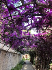 Arch gazebo of blooming pink and purple flowers in Monfort Park on a sunny day in Valencia, Spain