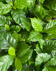 Coffee plants green leaves in the tropical garden as a nature background top view.Selective focus.