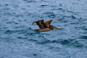 pelican flying with pacific ocean in background in vina del mar in chile