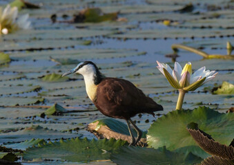 African Jacana - Actophilornis africanus is a wader bird taken in a South African game reserve