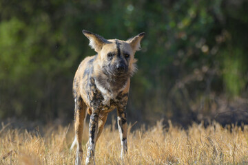 African wild dog (Lycaon pictus), also called painted dog and Cape hunting dog in an african game reserve