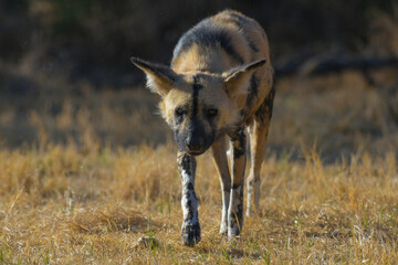 African wild dog (Lycaon pictus), also called painted dog and Cape hunting dog in an african game reserve