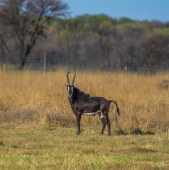 Young Sable antelope in a south african game reserve